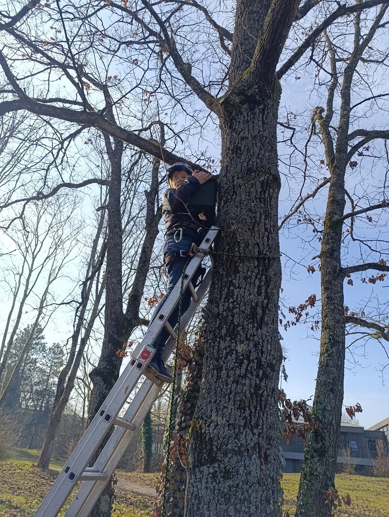 Mehr über den Artikel erfahren Nistkästen bieten Schutz.